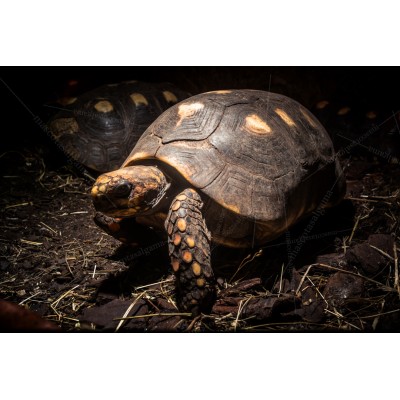 Tortuga terrestre de patas rojas - Chelonoidis carbonaria (Adultas)